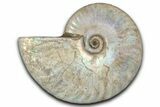 Silver Iridescent Ammonite (Cleoniceras) Fossil - Madagascar #346727-1